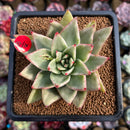 Echeveria Agavoides 'Maria' Variegated 3" Succulent Plant Cutting
