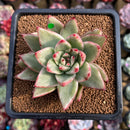 Echeveria Agavoides 'Maria' Variegated 3" Succulent Plant Cutting