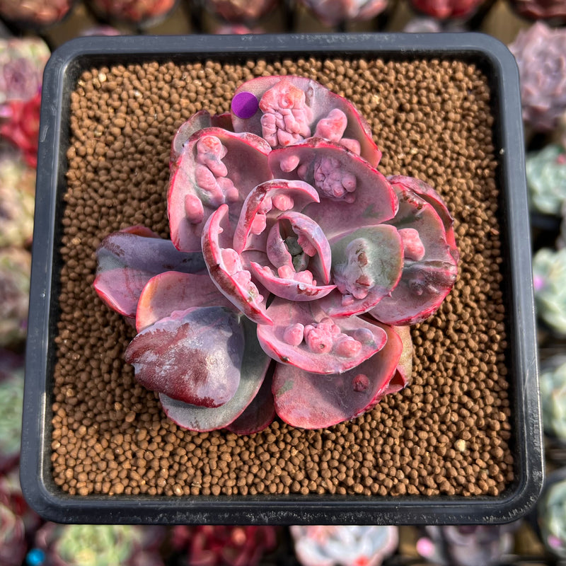beyonce succulent Echeveria 'Beyonce' Variegated 2"-3" Succulent Plant Cutting