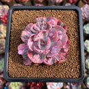 Echeveria 'Beyonce' Variegated 2"-3" Succulent Plant Cutting