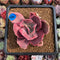 Echeveria 'Roselac' Variegated 2" Succulent Plant Cutting