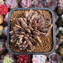 Echeveria Hybrid sp. 2" Unique Seed-Grown Hybrid Succulent Plant Cutting