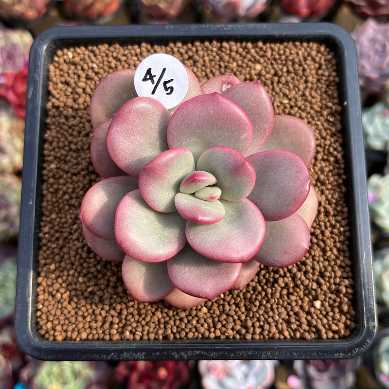 succulent apple Echeveria 'Apple Candy' 2" Succulent Plant Cutting