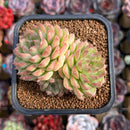 Echeveria Hybrid sp. 2" Unique Seed-Grown Hybrid Succulent Plant Cutting