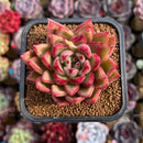 Echeveria Hybrid sp. 2" Unique Seed-Grown Hybrid Succulent Plant Cutting