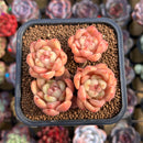 Echeveria Hybrid sp. 2" Unique Seed-Grown Hybrid Succulent Plant Cutting
