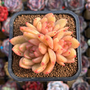 Echeveria Hybrid sp. 2" Unique Seed-Grown Hybrid Succulent Plant Cutting