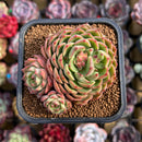 Echeveria Hybrid sp. 2" Unique Seed-Grown Hybrid Succulent Plant Cutting