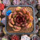 Echeveria Hybrid sp. 2" Unique Seed-Grown Hybrid Succulent Plant Cutting