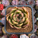 Echeveria Hybrid sp. 2" Unique Seed-Grown Hybrid Succulent Plant Cutting