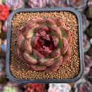 Echeveria Hybrid sp. 2" Unique Seed-Grown Hybrid Succulent Plant Cutting