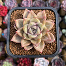 Echeveria Hybrid sp. 2" Unique Seed-Grown Hybrid Succulent Plant Cutting