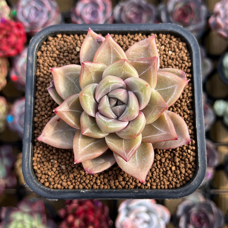 hybrid succulent plants Echeveria Hybrid sp. 2" Unique Seed-Grown Hybrid Succulent Plant Cutting