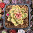 Echeveria Hybrid sp. 2" Flower Village Hybrid Succulent Plant Cutting