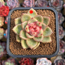 Echeveria Hybrid sp. 2" Flower Village Hybrid Succulent Plant Cutting