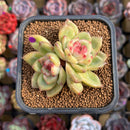 Echeveria Hybrid sp. 2" Flower Village Hybrid Succulent Plant Cutting