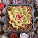 Echeveria Hybrid sp. 2" Flower Village Hybrid Succulent Plant Cutting