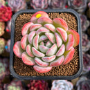 Echeveria 'Jade Glow' 2"-3" Succulent Plant Cutting