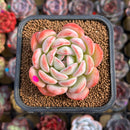 Echeveria 'Jade Glow' 2"-3" Succulent Plant Cutting