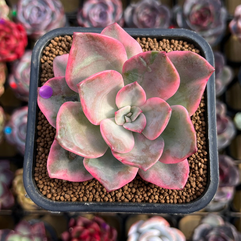 variegated succulent with pink flowers Echeveria 'Pink Harin' Variegated 2"-3" Succulent Plant Cutting – True Succulents Plant Co