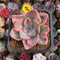 Echeveria 'Pink Harin' Variegated 2"-3" Succulent Plant Cutting