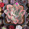 Echeveria 'Pink Harin' Variegated 2"-3" Succulent Plant Cutting