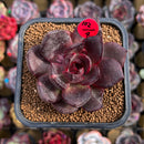 Echeveria 'Love and War' 2" Succulent Plant Cutting