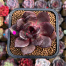 Echeveria 'Love and War' 2" Succulent Plant Cutting