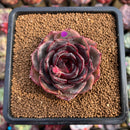 Echeveria 'Melodious' 2"-3" Succulent Plant Cutting