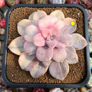 Quetzalcoatlia 'Pentandra Superba' Variegated 4" Succulent Plant (Formerly Graptopetalum 'Pentandrum Superbum' Variegated)