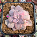 Quetzalcoatlia 'Pentandra Superba' Variegated 4" Succulent Plant (Formerly Graptopetalum 'Pentandrum Superbum' Variegated)