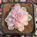 Quetzalcoatlia 'Pentandra Superba' Variegated 4" Succulent Plant (Formerly Graptopetalum 'Pentandrum Superbum' Variegated)