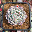 Echeveria 'Orange Monroe' 3"-4" Succulent Plant Cutting