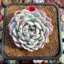 Echeveria 'Orange Monroe' 3"-4" Succulent Plant Cutting