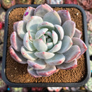 Echeveria 'Ivory' (Sanga) 3"-4" Succulent Plant Cutting
