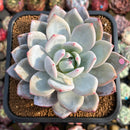 Echeveria 'Ivory' (Sanga) 3"-4" Succulent Plant Cutting