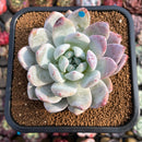 Echeveria 'Ivory' (Sanga) 3"-4" Succulent Plant Cutting