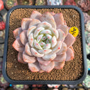 Echeveria 'Sung young' 3"-4" Succulent Plant Cutting