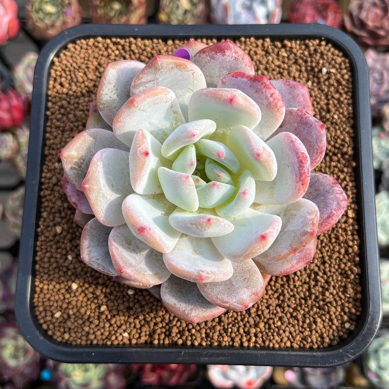 young succulents Echeveria 'Sung young' 3"-4" Succulent Plant Cutting