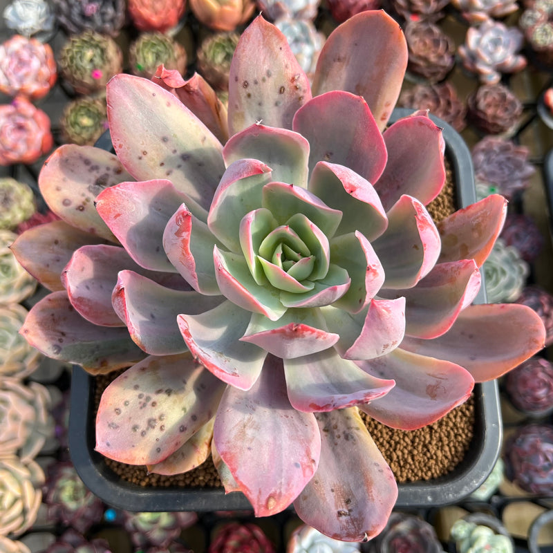 Echeveria 'Schiffers' Variegated 6