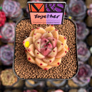Echeveria 'Together' (Ebony x 'Black Rose' Hybrid) 2" Mam&Sister Farm Original Japanese Hybrid Succulent Plant Cutting