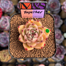 Echeveria 'Together' (Ebony x 'Black Rose' Hybrid) 2" Mam&Sister Farm Original Japanese Hybrid Succulent Plant Cutting