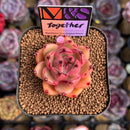 Echeveria 'Together' (Ebony x 'Black Rose' Hybrid) 2" Mam&Sister Farm Original Japanese Hybrid Succulent Plant Cutting