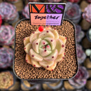 Echeveria 'Together' (Ebony x 'Black Rose' Hybrid) 2" Mam&Sister Farm Original Japanese Hybrid Succulent Plant Cutting