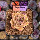 Echeveria 'Together' (Ebony x 'Black Rose' Hybrid) 2" Mam&Sister Farm Original Japanese Hybrid Succulent Plant Cutting