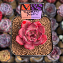 Echeveria 'Thoughtful Poetry' ('Lahasoti' x 'Laurensis' Hybrid) 2" Succulent Plant Cutting