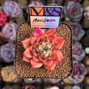 Echeveria 'Mariposa' ('Black Top' x 'Sarabony' Superclone Hybrid) 2" Mam&Sister Farm Original Japanese Hybrid Succulent Plant Cutting