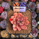 Echeveria 'Mariposa' ('Black Top' x 'Sarabony' Superclone Hybrid) 2" Mam&Sister Farm Original Japanese Hybrid Succulent Plant Cutting