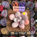 Pachyphytum 'Story Two' 2" Mam&Sister Farm Original Japanese Hybrid Succulent Plant