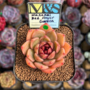 Echeveria 'Hanamai Red Flower Garden' ('Pink Pretty' x 'Contrast' Hybrid) 2" Mam&Sister Farm Original Japanese Hybrid Succulent Plant Cutting